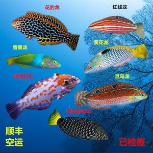 鉆沙子的龍魚（關于“鉆沙子的龍魚”的一些基本特征和生活習性信息） 鉆沙子的龍魚（關于“鉆沙子的龍魚”的一些基本特征和生活習性信息） 龍魚百科 第2張