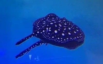 鉆沙子的龍魚（關于“鉆沙子的龍魚”的一些基本特征和生活習性信息） 鉆沙子的龍魚（關于“鉆沙子的龍魚”的一些基本特征和生活習性信息） 龍魚百科 第4張