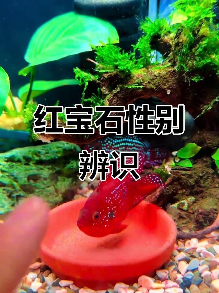 紅寶石魚雌雄的區別