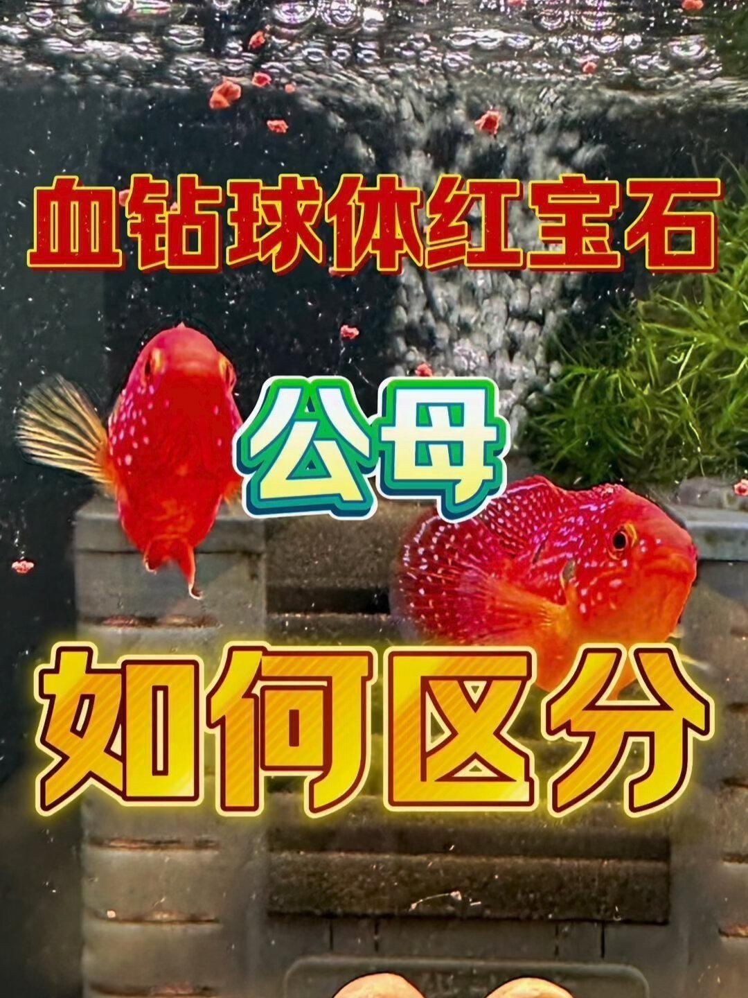 紅寶石魚雌雄的區別