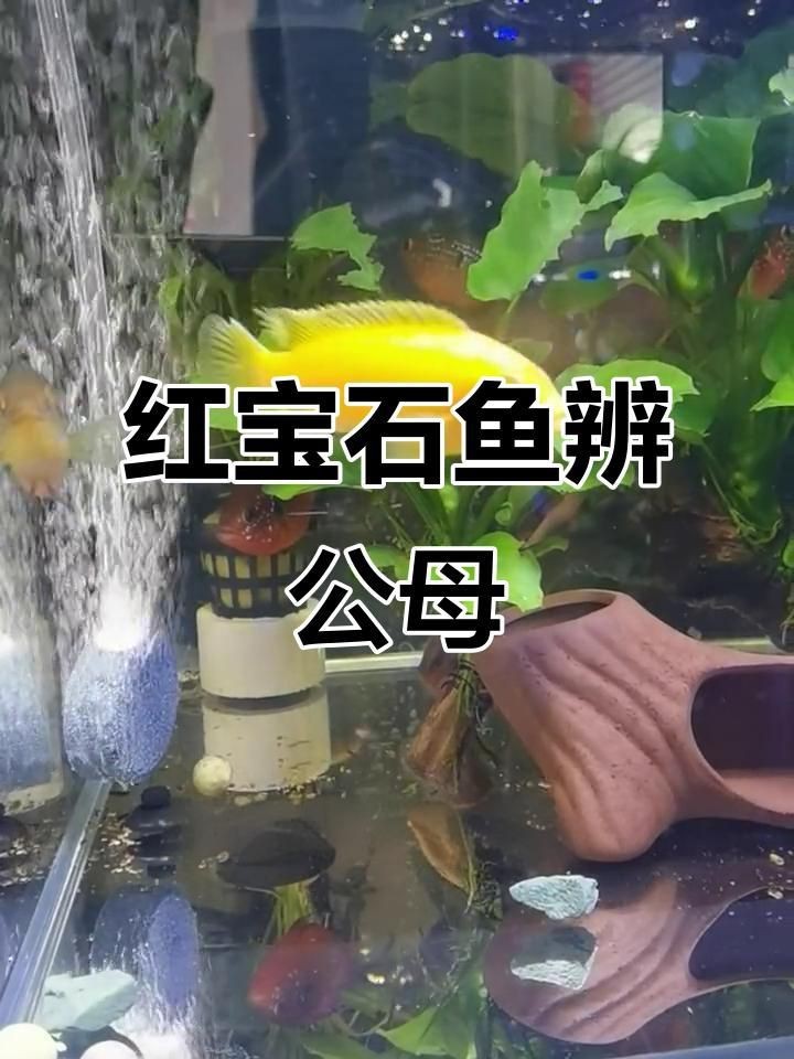 紅寶石魚雌雄的區別