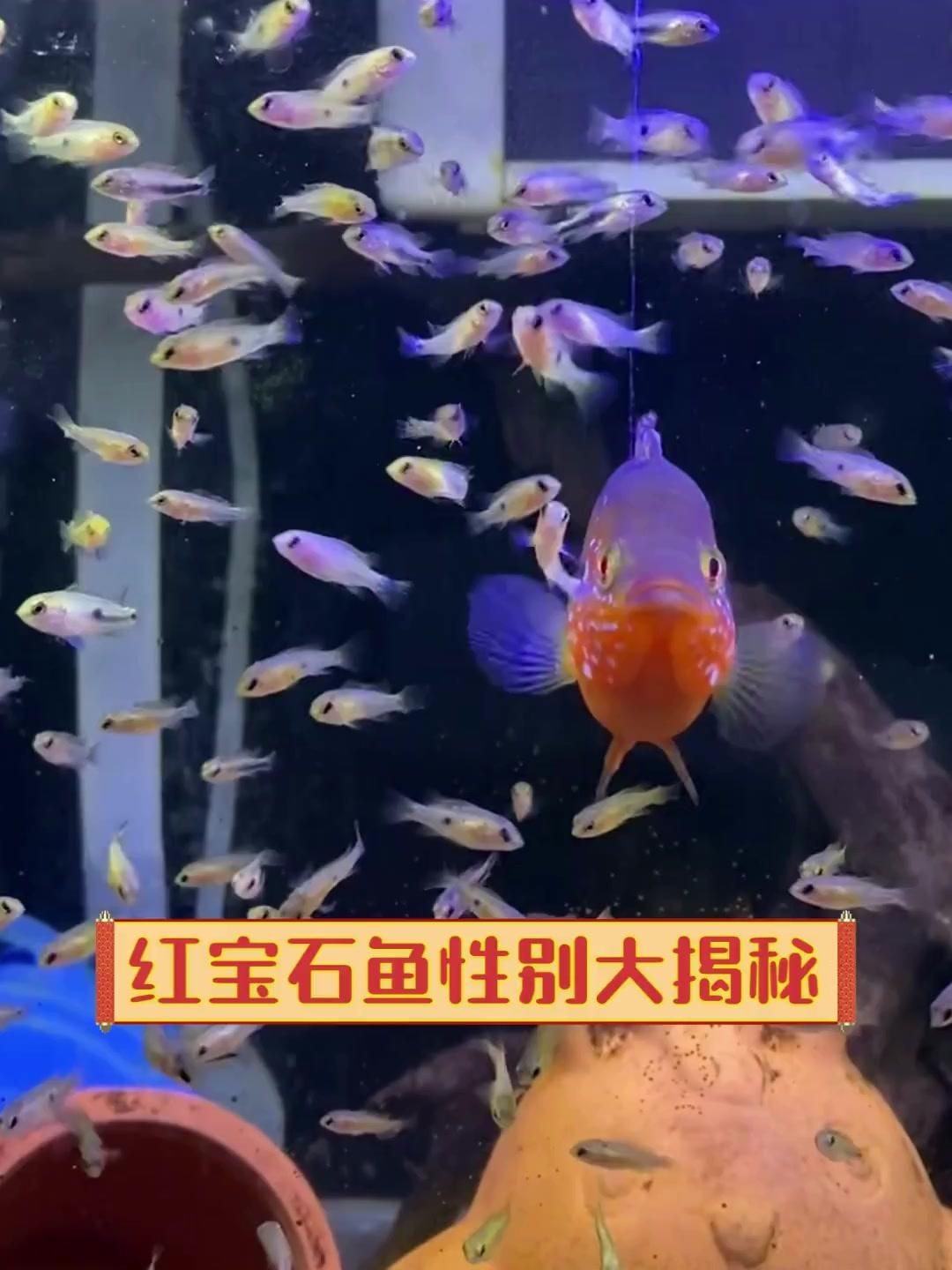 紅寶石魚雌雄的區別