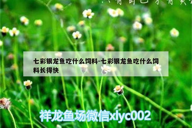 七彩銀龍魚吃什么飼料:七彩銀龍魚吃什么飼料長得快