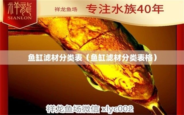 魚缸濾材選擇技巧：如何選擇適合的魚缸濾材