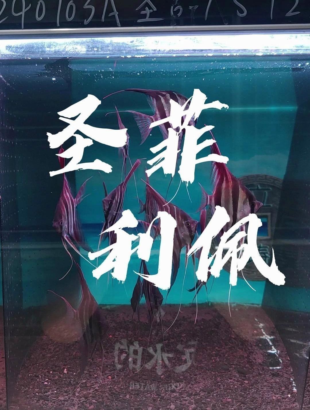 定水神魚圣菲利佩屬于什么檔次