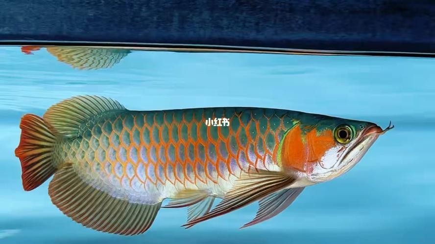 龍魚之巔有哪些龍魚品種