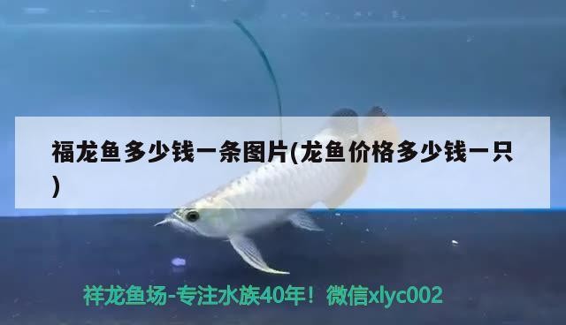 銀龍魚飼養技巧和方法視頻教程：銀龍魚飼養技巧和方法視頻教程下載