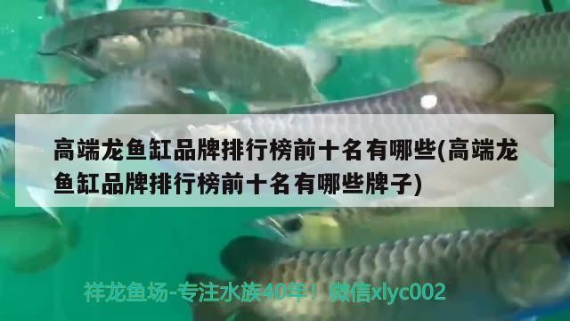 銀龍魚飼養技巧和方法視頻教程：銀龍魚飼養技巧和方法視頻教程下載