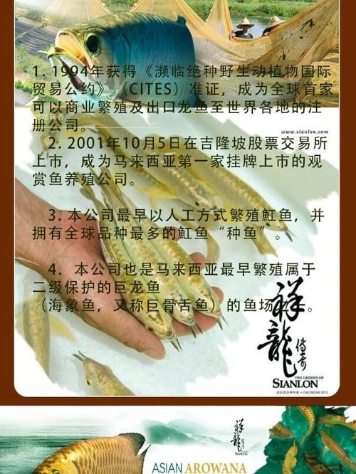 廣州龍魚最建議買的三個牌子