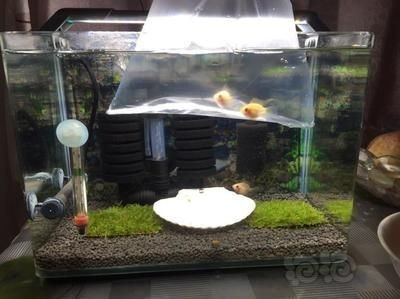 魚缸隱蔽空間布置建議：魚缸隱蔽空間布置方案