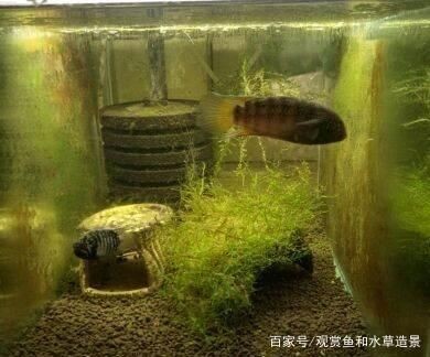 魚缸隱蔽空間布置建議：魚缸隱蔽空間布置方案