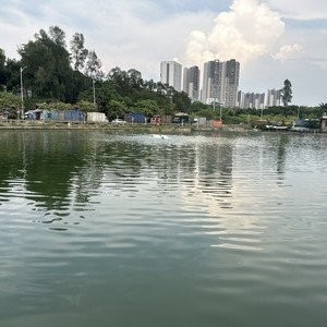 廣州釣魚網 廣州釣魚網 2025長城杯龍魚大賽 第4張
