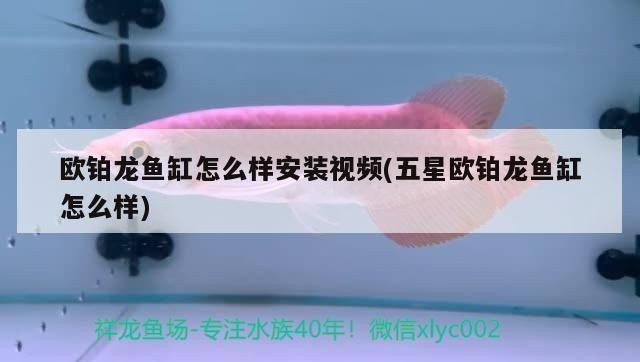 歐鉑龍魚缸：歐鉑龍魚缸用戶維護指南