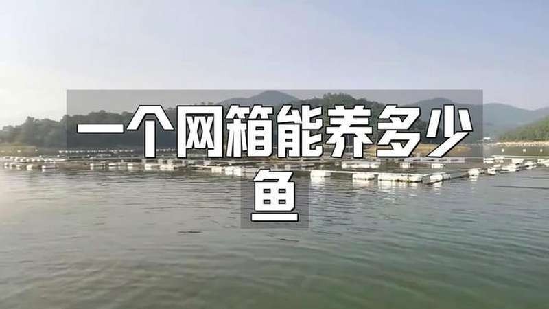 養2000只魚視頻 養2000只魚視頻 2025長城杯龍魚大賽 第4張