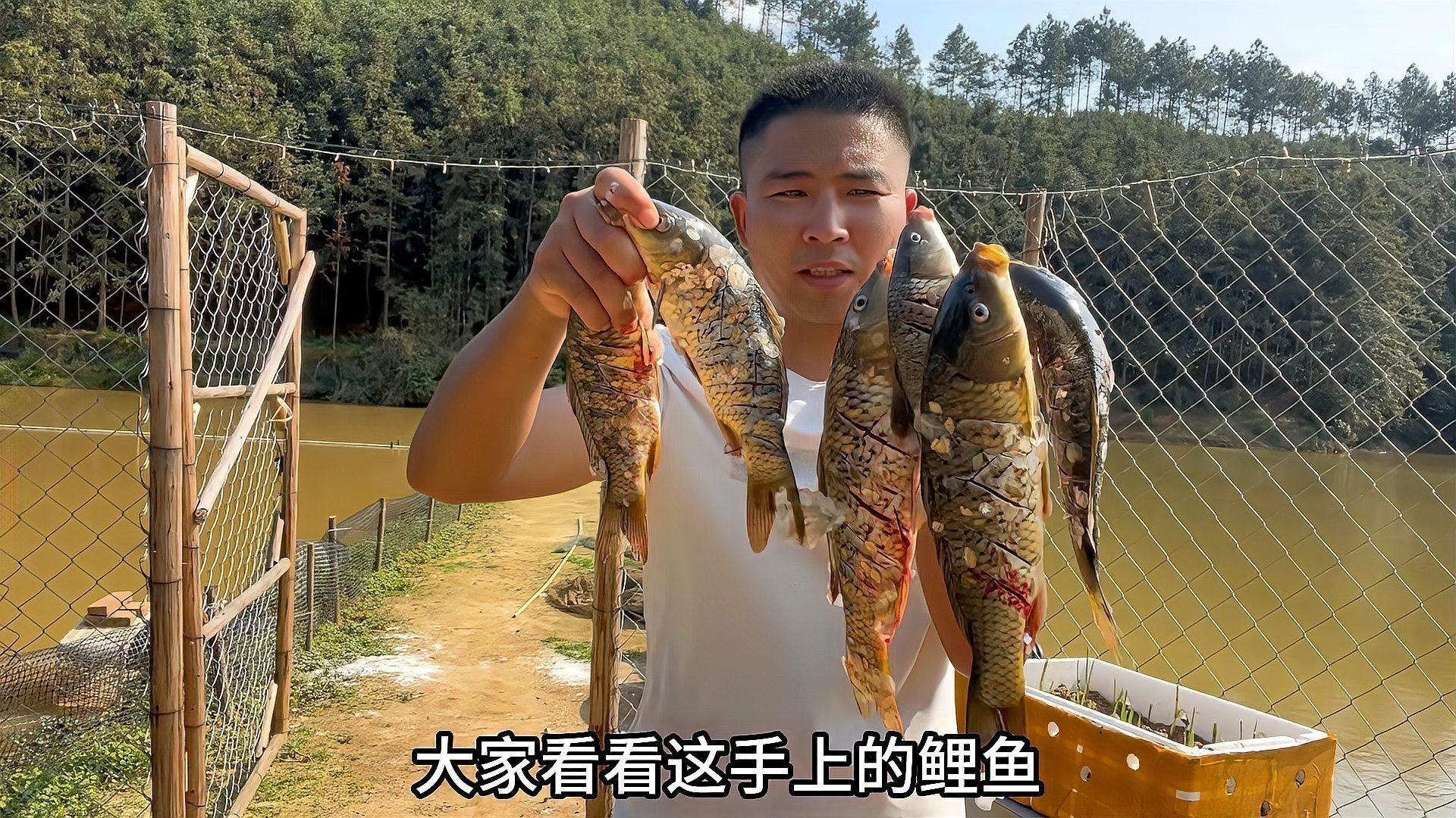 養2000只魚視頻 養2000只魚視頻 2025長城杯龍魚大賽 第2張