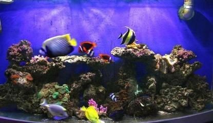 魚缸好壞的幾個標準（魚缸好壞的幾個標準魚缸好壞的幾個標準）