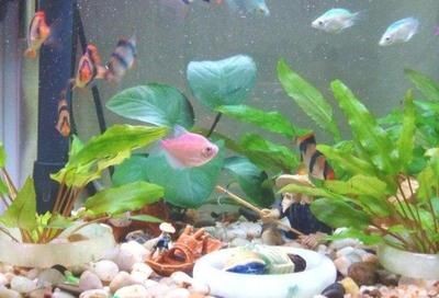 魚缸好壞的幾個標準（魚缸好壞的幾個標準魚缸好壞的幾個標準）