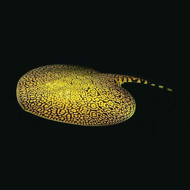 有哪些藥物可以治療龍魚鱗片突起？（如何判斷龍魚鱗片突起的原因？）