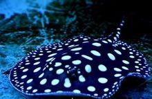 帝王魟魚是什么品種