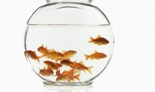 龍魚和海龍是同一種魚嗎？，如何區分龍魚和海龍？