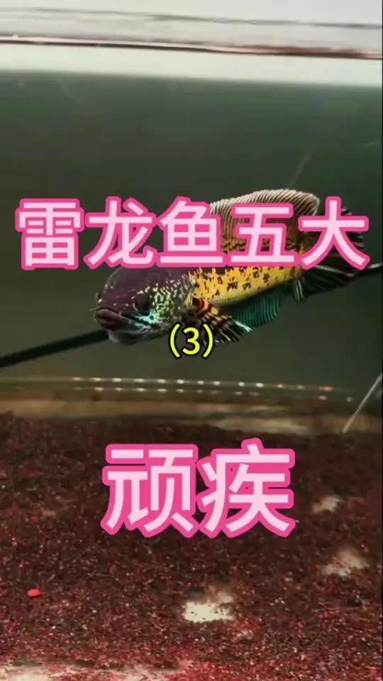 雷龍魚凸眼能恢復好嗎