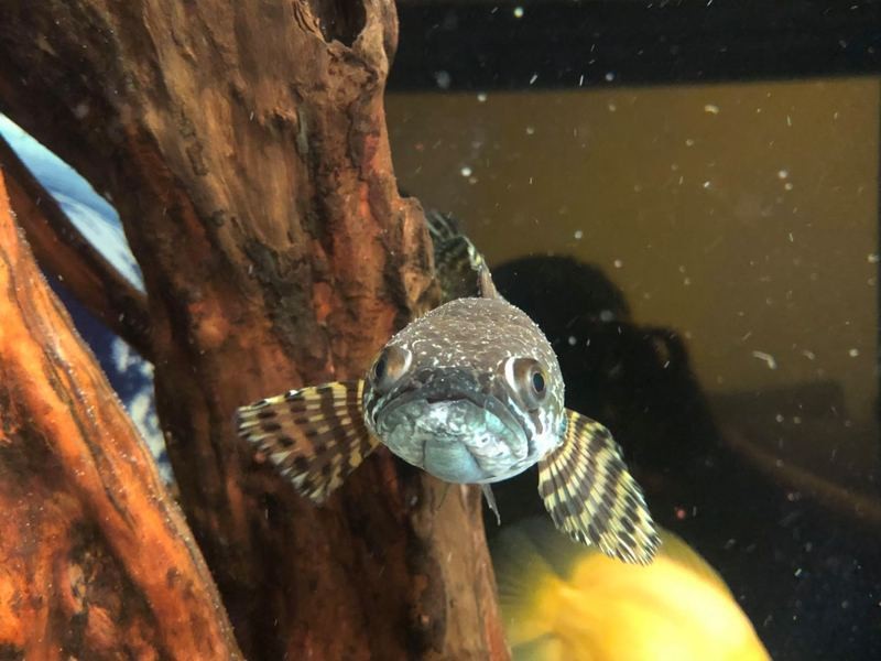 雷龍魚凸眼能恢復好嗎