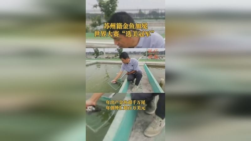 世界金魚大賽 世界金魚大賽 2025長城杯龍魚大賽 第7張