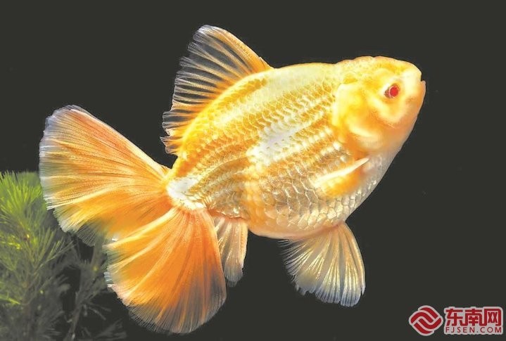 世界金魚大賽 世界金魚大賽 2025長城杯龍魚大賽 第5張