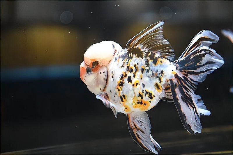 世界金魚大賽 世界金魚大賽 2025長城杯龍魚大賽 第9張