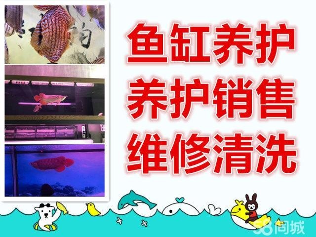哪里可以購買到50cm的紅龍魚？