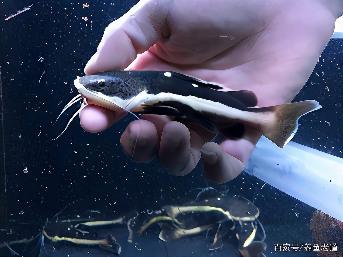 大嘴鯨和招財貓哪個猛
