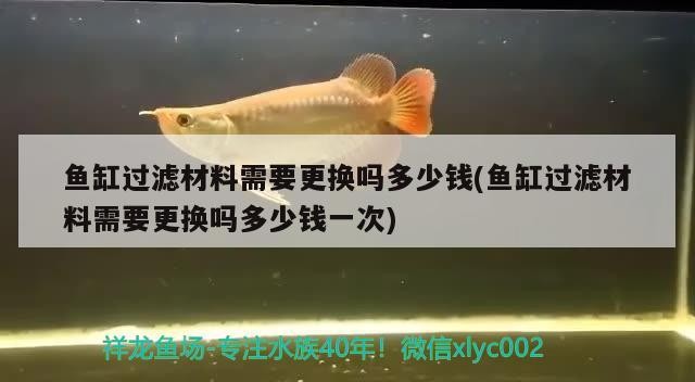 銀龍魚長多長（銀龍魚有多長）