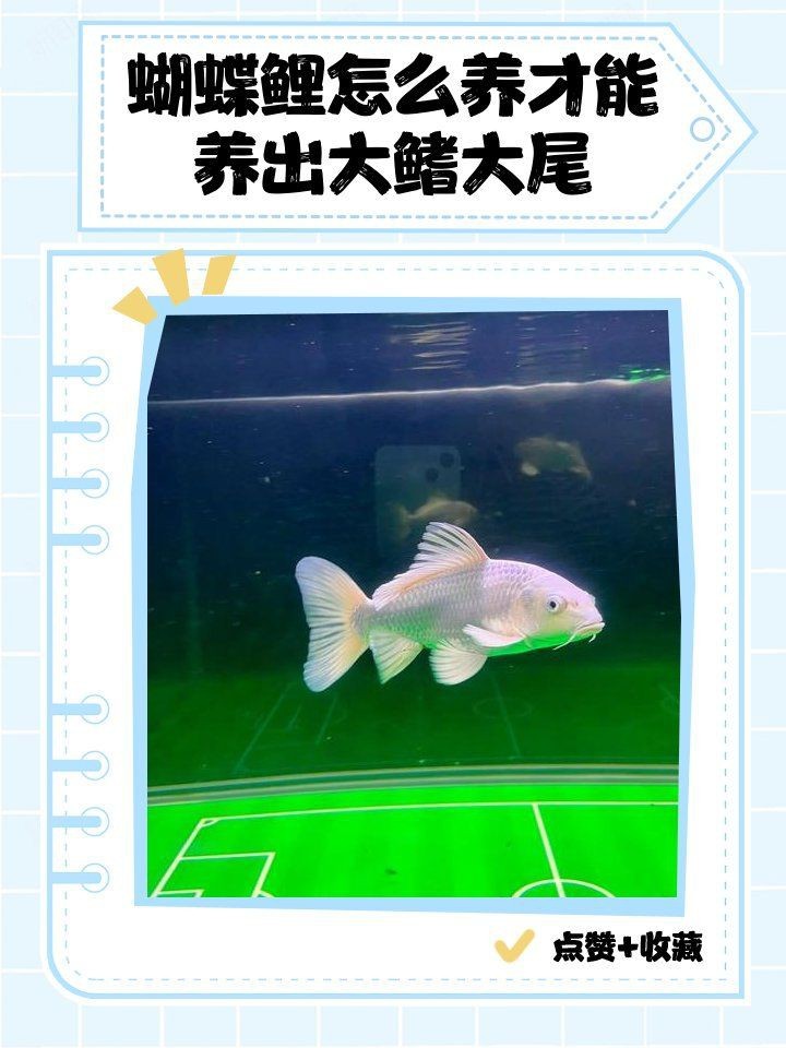 蝴蝶鯉發尾的征兆