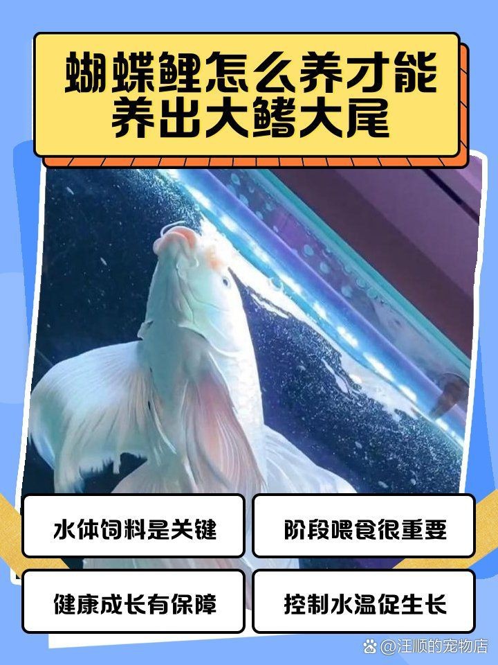 蝴蝶鯉發尾的征兆