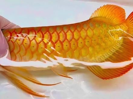 紅龍魚生態紀錄片有哪些推薦？