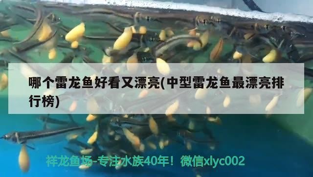 金龍魚和銀龍魚打架怎么辦（金龍魚和銀龍可以混養嗎）