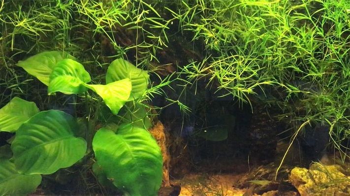什么品牌的魚缸最好最耐用（