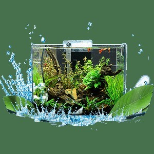 水泵魚缸品牌十大排名 水泵魚缸品牌十大排名 2025長城杯龍魚大賽 第3張