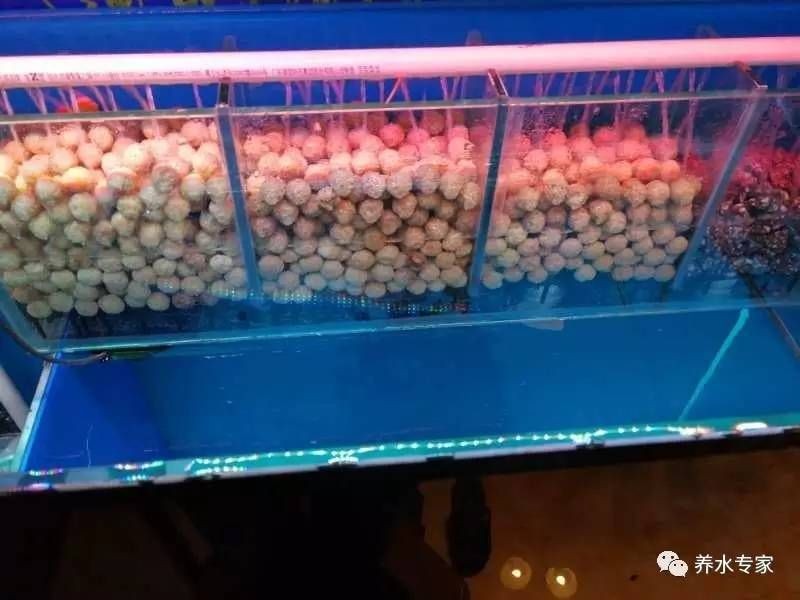 魚缸濾材擺放順序圖：魚缸濾材擺放順序圖詳情
