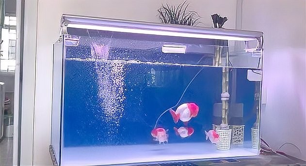 如何選擇適合魚缸的水泵? 2025長城杯龍魚大賽 第13張 如何選擇適合魚缸的水泵? 如何選擇適合魚缸的水泵? 2025長城杯龍魚大賽 第13張