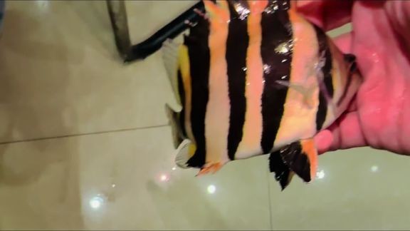 B站上有哪些紅龍魚視頻資源？ B站上有哪些紅龍魚視頻資源？ 2025長城杯龍魚大賽 第1張