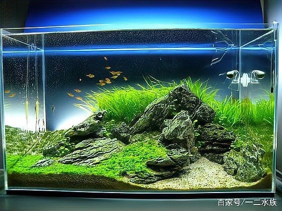如何學習60草缸造景技巧？ 如何學習60草缸造景技巧？ 2025長城杯龍魚大賽 第3張