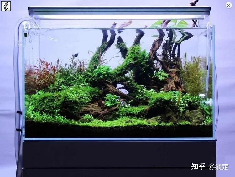 如何學習60草缸造景技巧？ 如何學習60草缸造景技巧？ 2025長城杯龍魚大賽 第6張