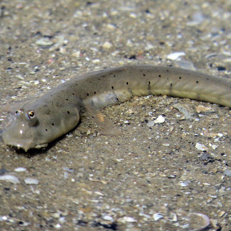 彈涂魚屬于兩棲動物嗎