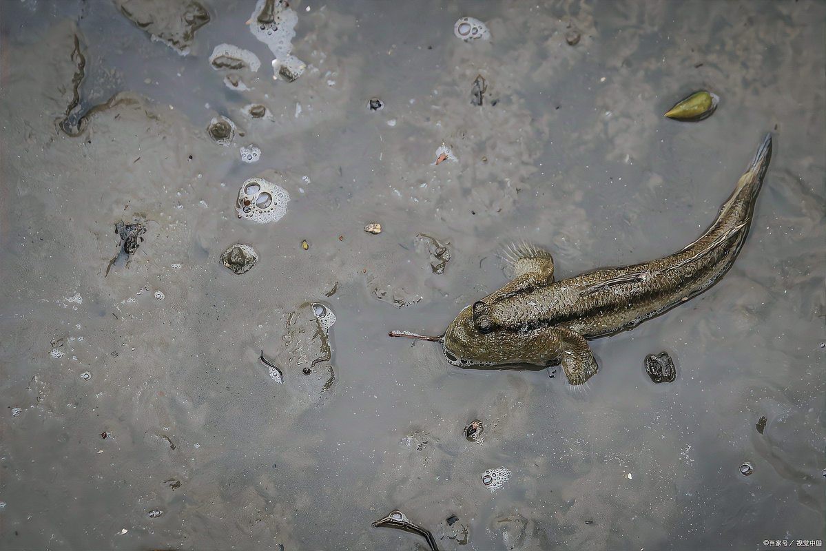 彈涂魚屬于兩棲動物嗎