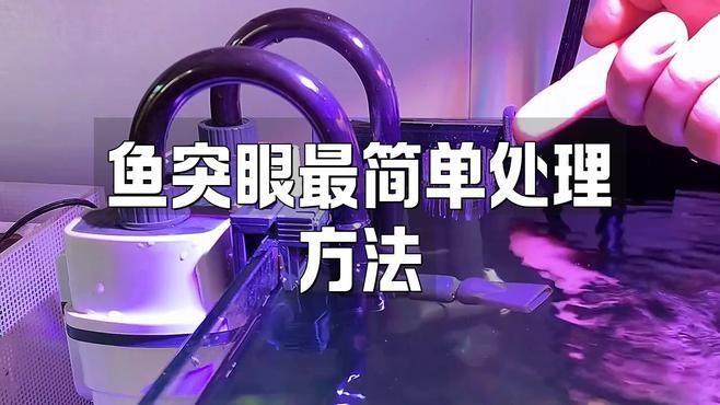 龍魚眼睛鼓出后還能恢復嗎？