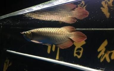 銀曼龍魚 龍魚百科 第2張 銀曼龍魚 銀曼龍魚 龍魚百科 第2張