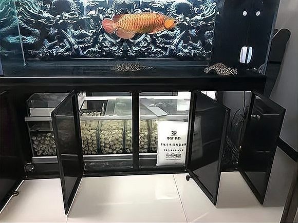 龍魚缸濾材多長時間更換一次好