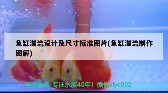 大連海寰批發市場祥源觀賞漁具店