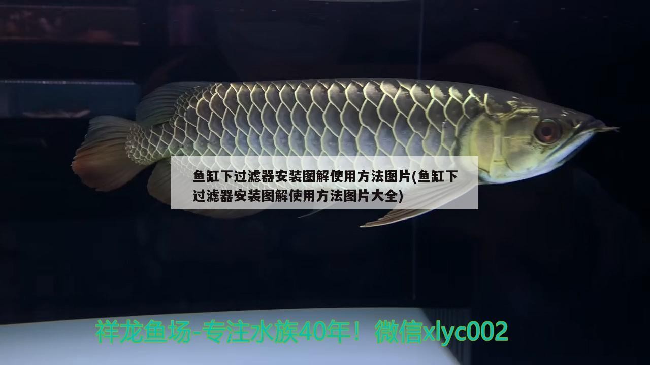 大連海寰批發市場祥源觀賞漁具店